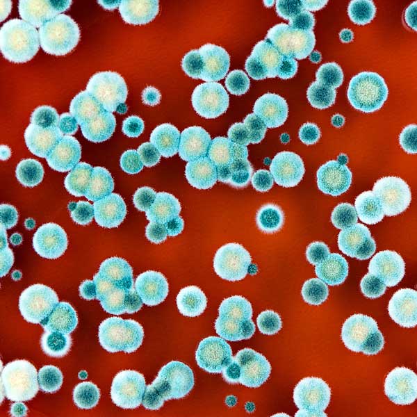 Synthetic Biology Application